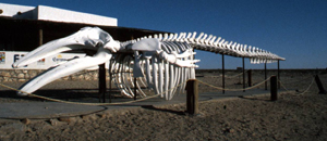  Gray whale, Guerrero Negro, Baja California Mexico � P�draig Whooley
